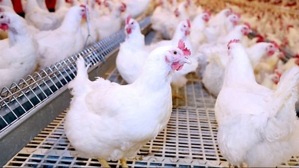 أسعار الفراخ البيضاء اليوم