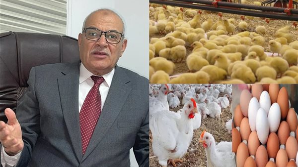 عبد العزيز السيدرئيس شعبة الدواجن بالغرفة التجارية