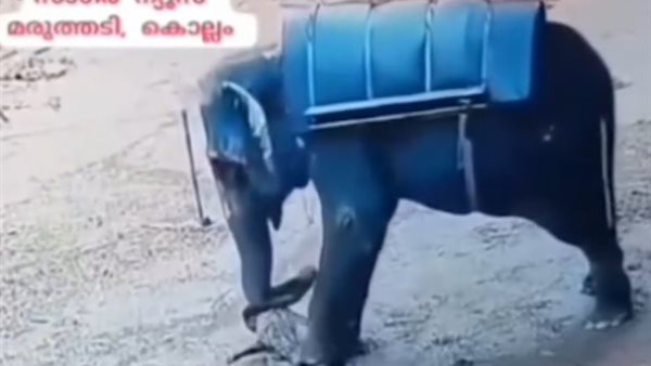 فيديو الفيل انستقرام