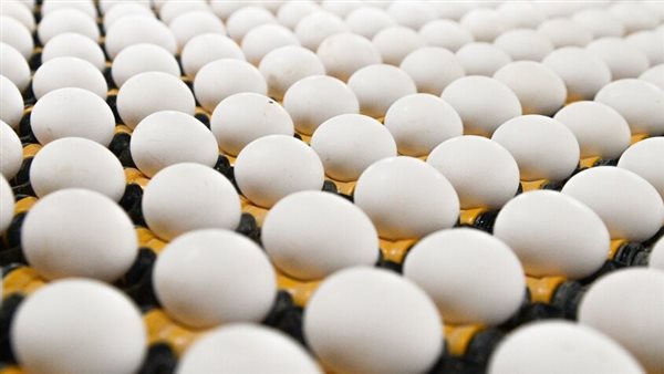 أسعار البيض في مجموعة الـ 20.. أغلاها الولايات المتحدة.. 