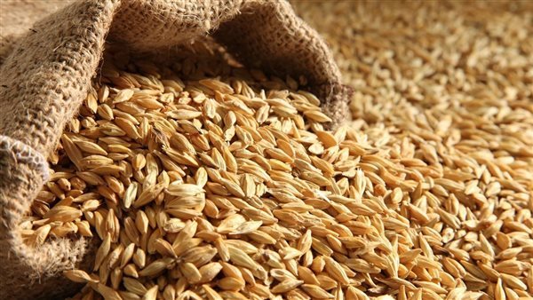اسعار الارز الشعير اليوم