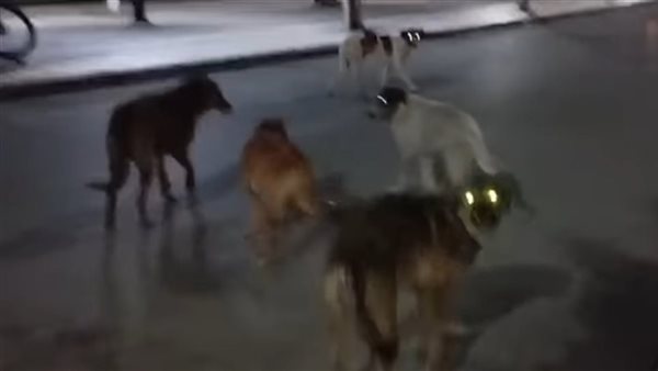 الكلاب الضالة في حي العجوزة