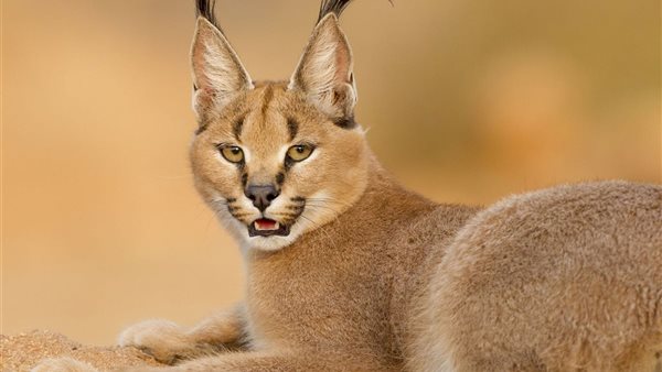 الوشق المصري