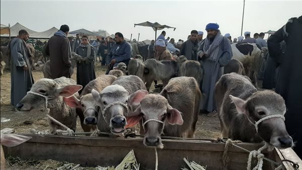 اسعار الاضاحي 2025.. كيلو الخراف قائم بـ200 جنيه