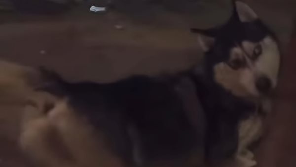 بعد تعذيب وقتل كلب المحلة.. هل من قتل نفسًا تشمل الحيوان