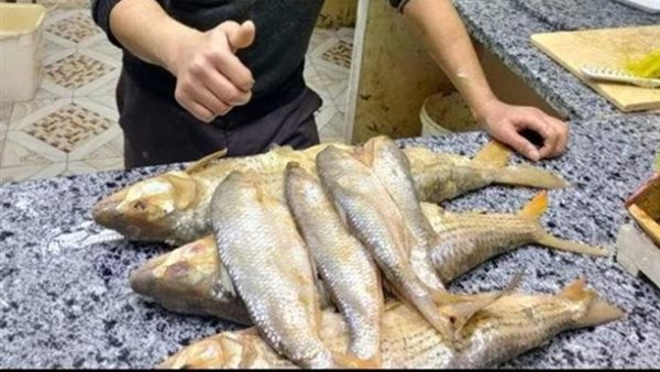 اسعار الفسيخ والرنجة اليوم