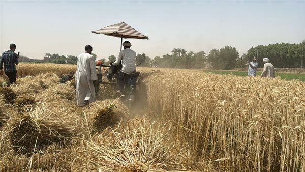 موسم توريد القمح بقنا