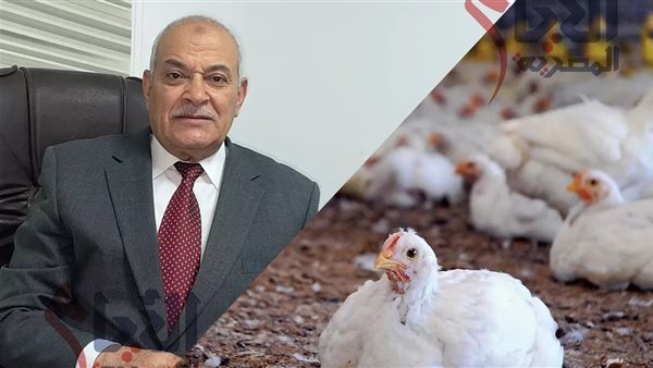 رئيس شعبة الدواجن عن انخفاض أسعار الفراخ