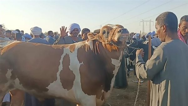 مصير أسعار لحوم المواشي خلال عيد الأضحى