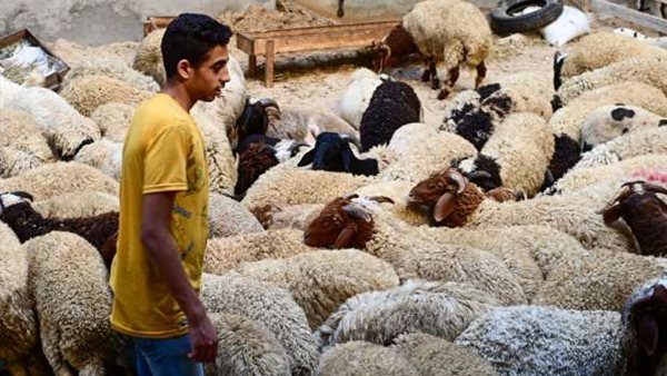 كيفيه اختيار الاضحيه المناسبه يوم النحر