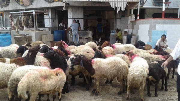 إنشاء شوادر لطرح خراف حية