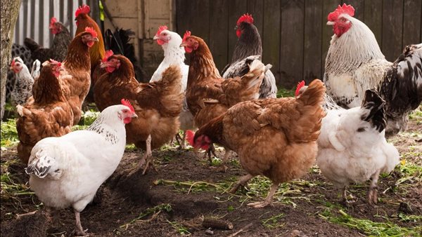 نفوق 30% من الثروة الداجنة