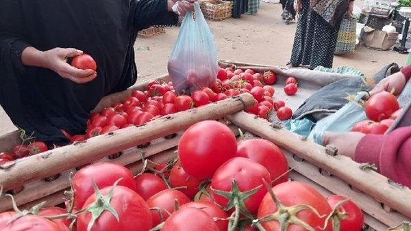 أسعار الطماطم في رمضان