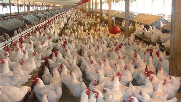 حقيقة وجود نفوق 30% بين الدواجن