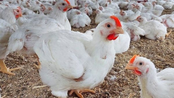 حقيقة وجود وباء نفوق بنسبة 30%
