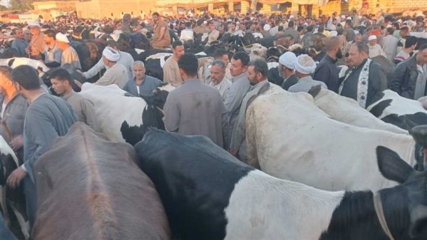 أسعار الأضاحي اليوم في مصر 2025