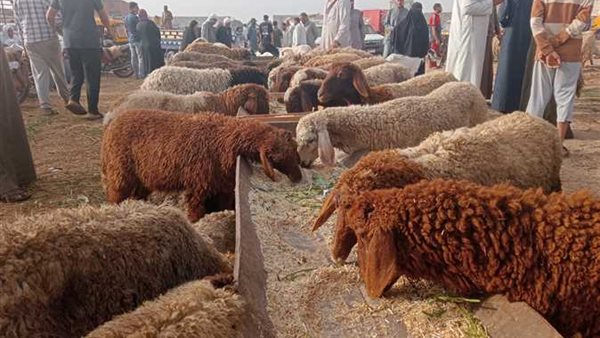 استعدادات الأسواق لعيد الأضحى