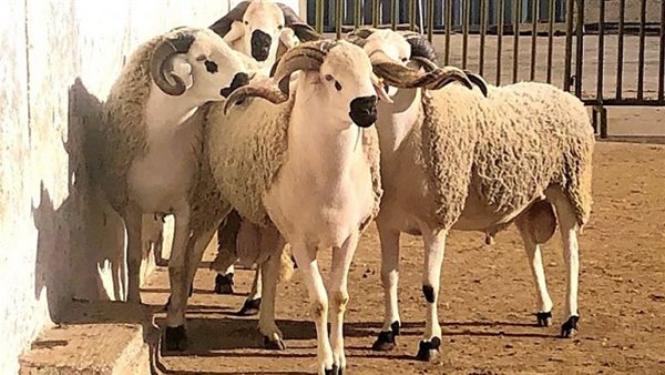 حكم شراء لحوم وتوزيعها كبديل للأضحية في العيد الكبير