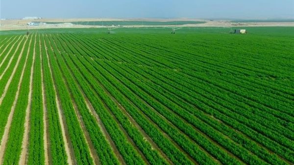 مشروع مستقبل مصر