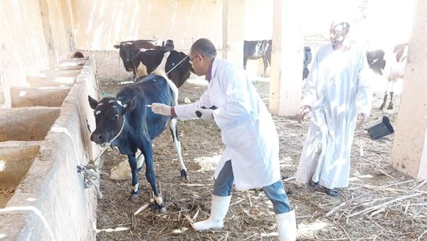 حقيقة إصابة الحيوانات المصرية بالحمى القلاعية