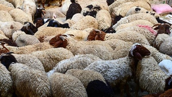آخر موعد للذبح، كيف يتم تقسيم الأضحية