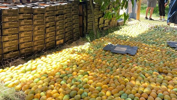 أسعار المانجو 2025 بمزارع شجيع بالإسماعيلية