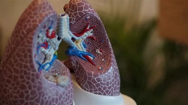 جامعة كاليفورنيا: أول رئة بشرية مصغرة مزروعة بأوعية دموية