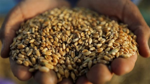 واردات مصر من القمح الروسي 
