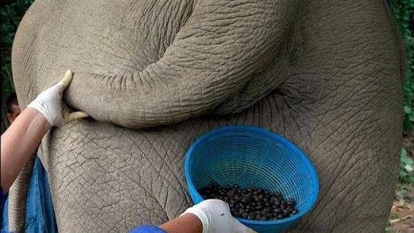 قهوة روث الفيل وبصقالقرد، أغرب أنواع القهوة في العالم