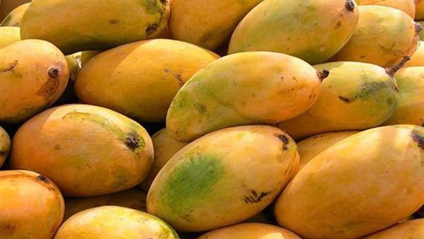 أسعار المانجو اليوم في سوق العبور