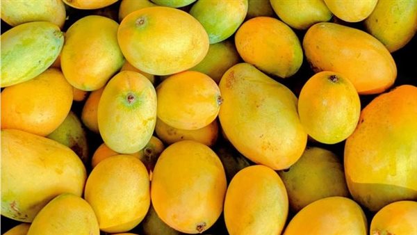 أسعار المانجو اليوم في سوق العبور
