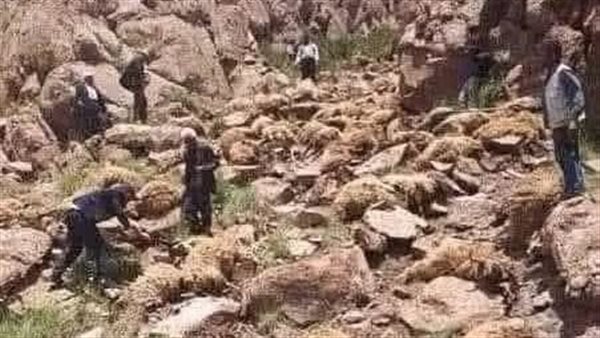 قصة صورة، ما معنى سياسة القطيع؟
