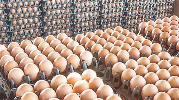 استقرار أسعار البيض في الأسواق، وتراجع ملحوظ مقارنة بالعام ا