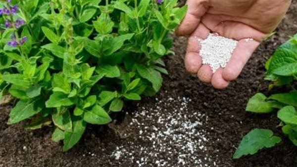 الطاقة الشمسية تنتج السماد من البول لرفع كفاءة الطاقة 60%