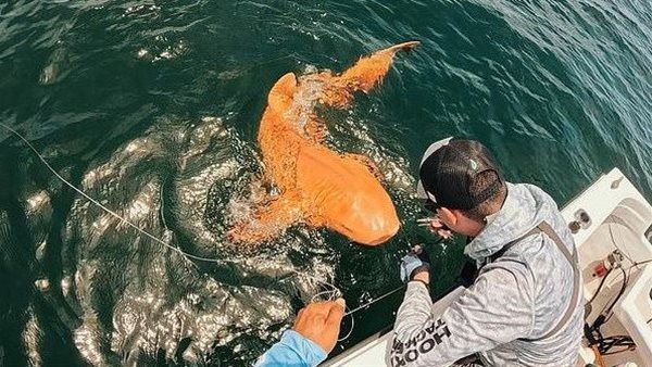 اكتشاف سمكة قرش برتقالي بعيون الشبح في البحر الكاريبي 