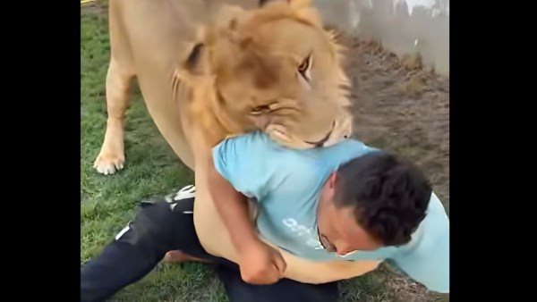 النيابة العامة تأمر بحبس صاحب واقعة إطلاق أسد على مصري