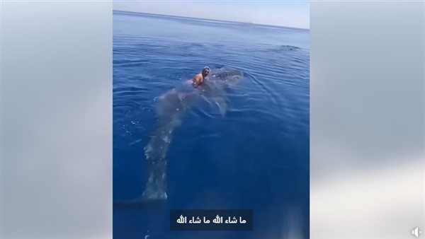 عمرك ركبت سمكة قرش قبل كدا؟، شوف واتعلم (فيديو)