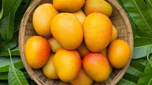 تفسير رؤية المانجو الصفراء والحمراء والخضراء في المنام للعزب