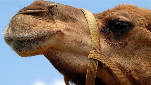تفسير حلم الجمل.. تفسيرات متنوعة أبرزها الانطلاق والتغير وال