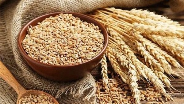تفسير حلم حصاد القمح في المنام للعزباء والمتزوجة والمطلقة 20