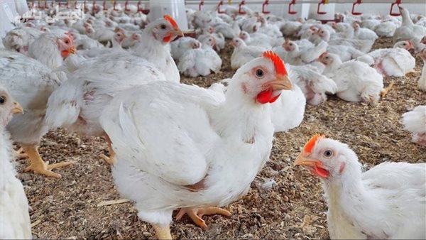 بورصة الدواجن اليوم أسعار الفراخ البيضاء