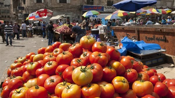 السالمونيلا، الطماطم الملوثة وراء تفشي المرض، ما القصة؟