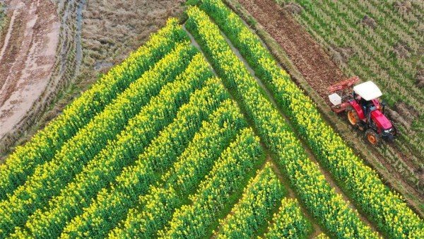 لأمن الغذائي رؤية الدولة لمستقبل مستدام