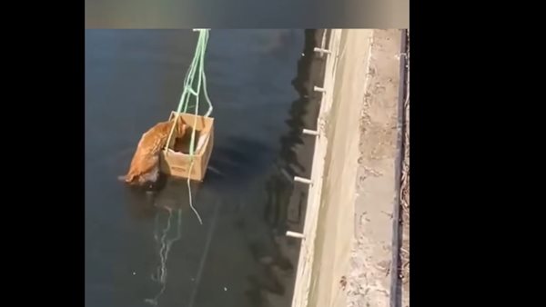 طريقة إنقاذ قطة من الغرق
