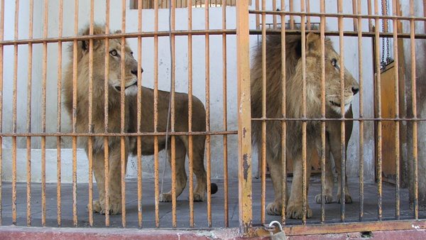 التحفظ علي مدرب الأسود محمد السيد  الحلو- أرشيفية