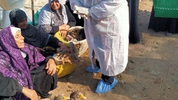 جهود مكثفة لحماية الثروة الداجنة