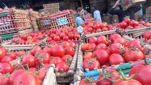 أسباب ارتفاع سعر الطماطم 2025