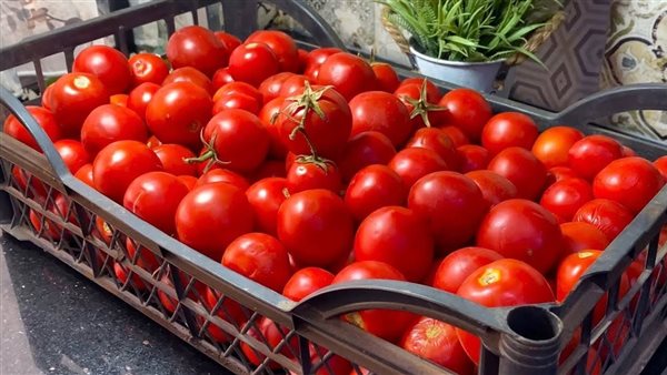 سبب ارتفاع أسعار الطماطم اليوم