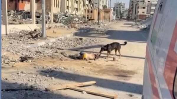 صورة لسيدة مسنّة استشهدت وقد نهش كلب ضال جسدها
