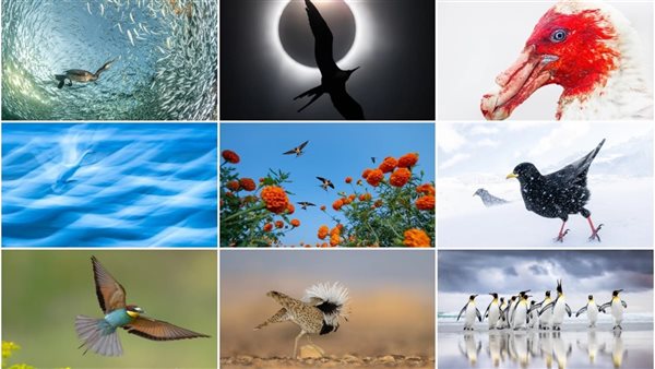 أكبر مسابقة لتصوير الطيور في العالم لعام 2025